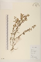 藏品(多莖鼠麴草)的圖片