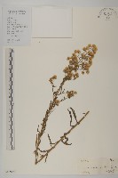 藏品(加拿大蓬)的圖片