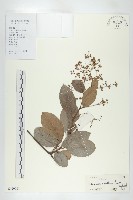 藏品(錫葉藤)的圖片