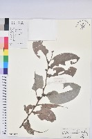 藏品(赤血仔、厚葉算盤子)的圖片