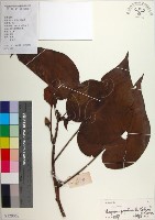 藏品(繖楊、截萼黃槿)的圖片