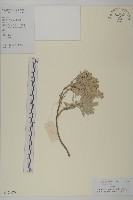 藏品(蘄艾、芙蓉菊)的圖片