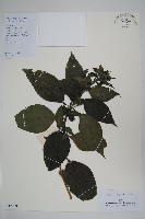 藏品(喜花草)的圖片