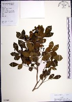 藏品(月橘)的圖片