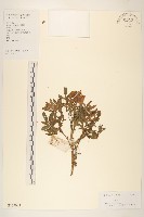 藏品(孔雀草、紅黃草、萬壽菊)的圖片