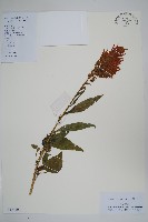 藏品(鳳尾雞冠花)的圖片