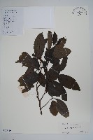 藏品(番荔枝、釋迦果、佛頭果)的圖片