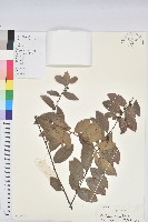 藏品(土密樹)的圖片
