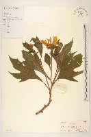 藏品(王爺葵、五瓜金英)的圖片