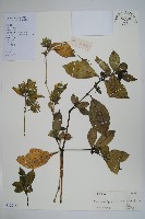 藏品(黃球花)的圖片