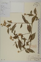 藏品(大頭艾納香)的圖片