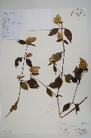 藏品(鱗花草)的圖片