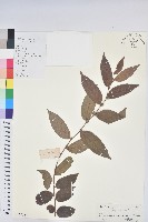 藏品(毛果算盤子)的圖片