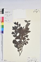 藏品(黑面神)的圖片