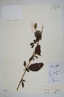 藏品(立鶴花)的圖片