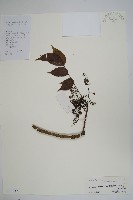 藏品(野漆、木臘樹)的圖片