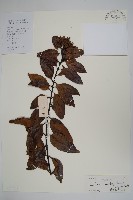 藏品(山橙)的圖片