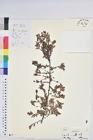 藏品(油柑)的圖片