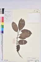 藏品(銀柴)的圖片