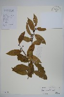 藏品(銳葉山柑)的圖片