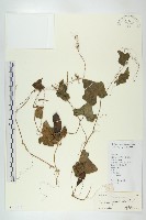 藏品(紅瓜)的圖片