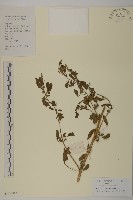 藏品(小葉藜)的圖片