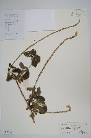 藏品(土牛膝)的圖片