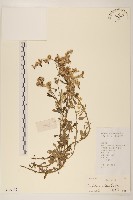 藏品(多莖鼠麴草)的圖片