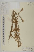 藏品(加拿大蓬)的圖片