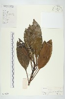 藏品(馬蹄參)的圖片