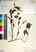 藏品(苦林盤)的圖片