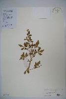 藏品(向天黃)的圖片