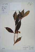 藏品(馬蹄花、馬茶花、山馬茶)的圖片