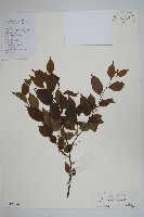 藏品(燈稱花、烏雞骨)的圖片