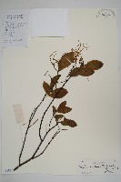 藏品(羊角扭)的圖片