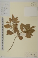 藏品(亮葉衛矛、中華衛矛)的圖片