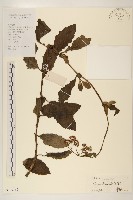 藏品(白仔菜)的圖片