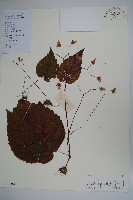 藏品(圓葉秋海棠)的圖片