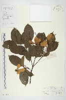 藏品(香港四照花)的圖片