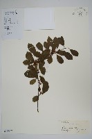 藏品(鼠李冬青、滿樹星)的圖片