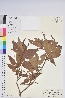 藏品(小果南燭)的圖片