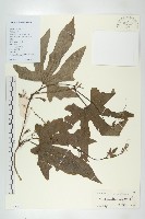 藏品(全緣括樓)的圖片