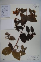 藏品(山銀花)的圖片