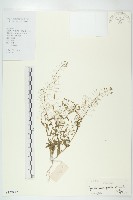 藏品(薺)的圖片