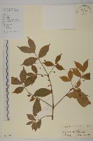 藏品(百齒衛矛)的圖片