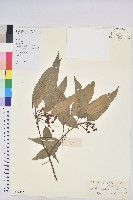 藏品(粗糠柴)的圖片