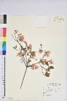 藏品(南澳杜鵑)的圖片