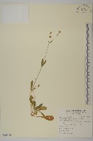 藏品(女婁菜)的圖片