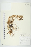 藏品(平原菟絲子)的圖片