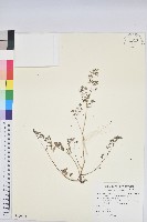 藏品(紫斑大戟)的圖片